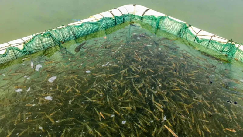 DNR to track fish stocking